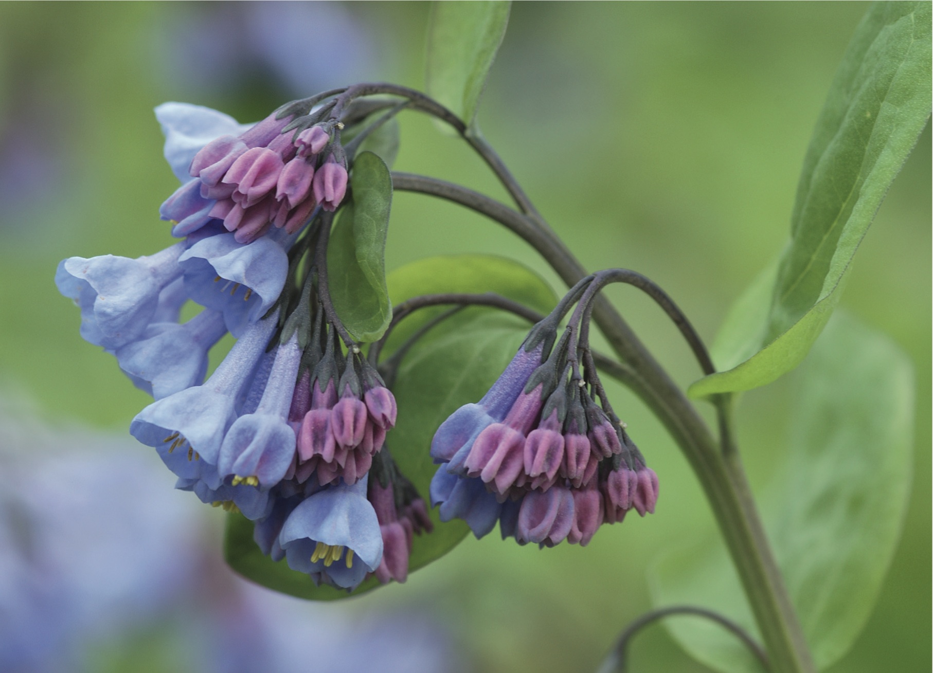 mertensia-virginica-zwiebelbl-her