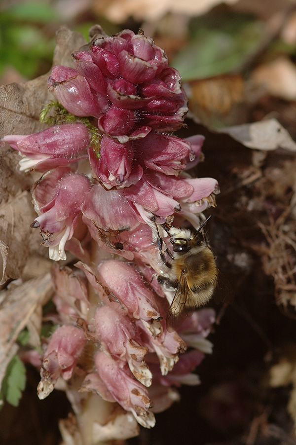 Anthophora plumipes an Lathraea