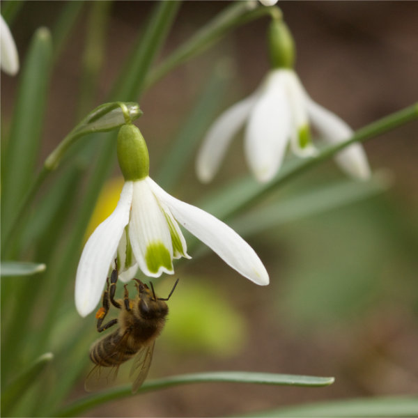 Honigbiene an Schneeglöckchenblüte